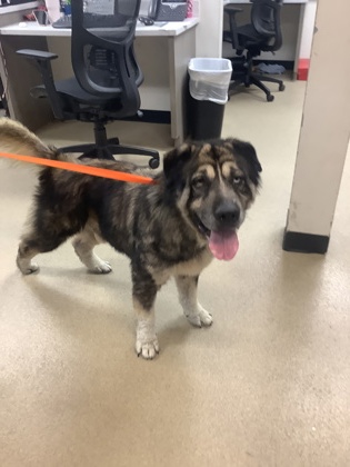 Shelter Stray Male Dog last seen Near FORUM WAY S, South District, TX, 355 Hillshire Dr, Haslet, TX 76052, USA