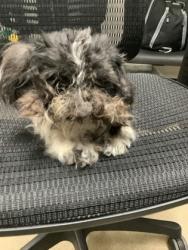 Shelter Stray Female Dog last seen Near Old Handley Rd, East District, TX, 355 Hillshire Dr, Haslet, TX 76052, USA
