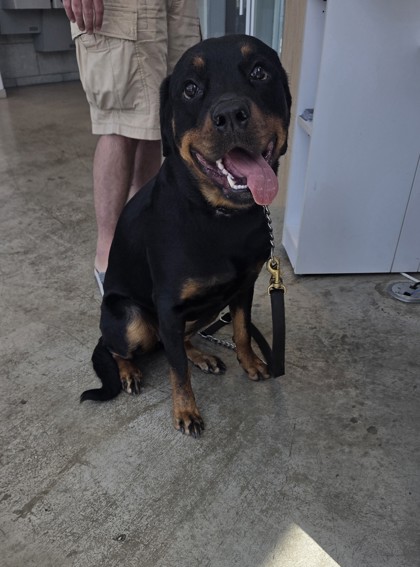 Shelter Stray Female Dog last seen , , TX, 355 Hillshire Dr, Haslet, TX 76052, USA