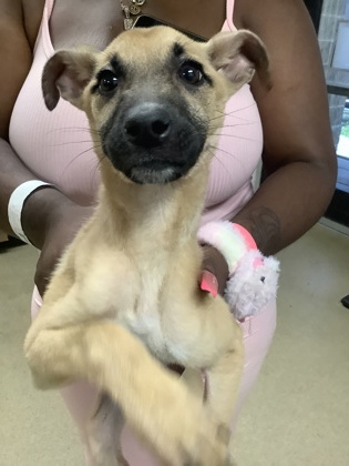 Shelter Stray Female Dog last seen Near S Riverside Dr, Central District, TX, 355 Hillshire Dr, Haslet, TX 76052, USA