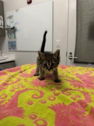 Shelter Stray Male Cat last seen N Laurel Ave & N Ditzler Ave, 64157, 64157, MO, 7077 Elmwood Ave, Kansas City, MO 64132, USA
