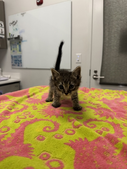 Shelter Stray Male Cat last seen N Laurel Ave & N Ditzler Ave, 64157, 64157, MO, 7077 Elmwood Ave, Kansas City, MO 64132, USA