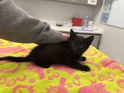 Shelter Stray Male Cat last seen N Laurel Ave & N Ditzler Ave, 64157, 64157, MO, 7077 Elmwood Ave, Kansas City, MO 64132, USA