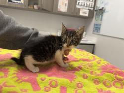 Shelter Stray Female Cat last seen washbash and 73rd, 64132, MO, 7077 Elmwood Ave, Kansas City, MO 64132, USA
