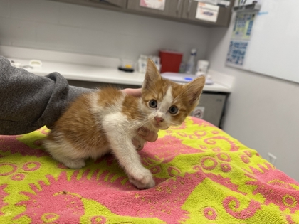 Shelter Stray Male Cat last seen washbash and 73rd, 64132, MO, 7077 Elmwood Ave, Kansas City, MO 64132, USA