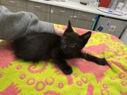 Shelter Stray Female Cat last seen N Laurel Ave & N Ditzler Ave, 64157, 64147, MO, 7077 Elmwood Ave, Kansas City, MO 64132, USA