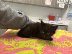 Shelter Stray Female Cat last seen N Laurel Ave & N Ditzler Ave, 64157, 64147, MO, 7077 Elmwood Ave, Kansas City, MO 64132, USA