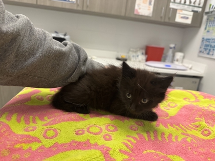 Shelter Stray Female Cat last seen N Laurel Ave & N Ditzler Ave, 64157, 64147, MO, 7077 Elmwood Ave, Kansas City, MO 64132, USA