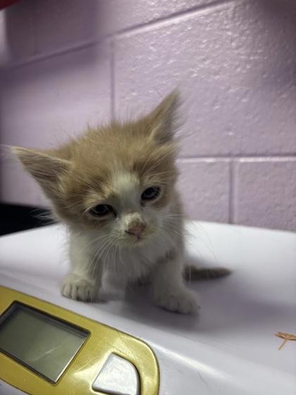 Shelter Stray Male Cat last seen Near CHRISTY AVE, EL PASO, TX, 79907, CITY of El Paso, TX, 5001 Fred Wilson Ave, El Paso, TX 79906, USA
