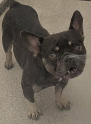 Shelter Stray Male Dog last seen Newsome Road, 75149, TX, 1650 Gross Rd, Mesquite, TX 75149, USA