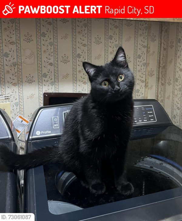 Lost Male Cat last seen Rapid valley elementary school, Rapid City, SD 57703