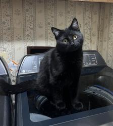 Lost Male Cat last seen Rapid valley elementary school, Rapid City, SD 57703