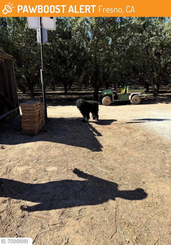 Found/Stray Unknown Dog last seen Cornelia Avenue, Fresno, CA 93706