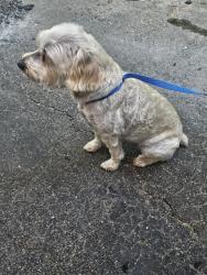 Reunited Female Dog last seen Corner of Palladium and Douglas St, Joliet, IL 60435