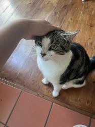 Found/Stray Unknown Cat last seen Abbey Wood , Greater London, England SE2 0JS