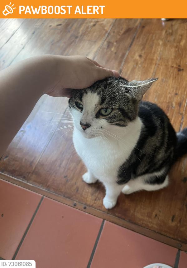 Found/Stray Unknown Cat last seen Abbey Wood , Greater London, England SE2 0JS