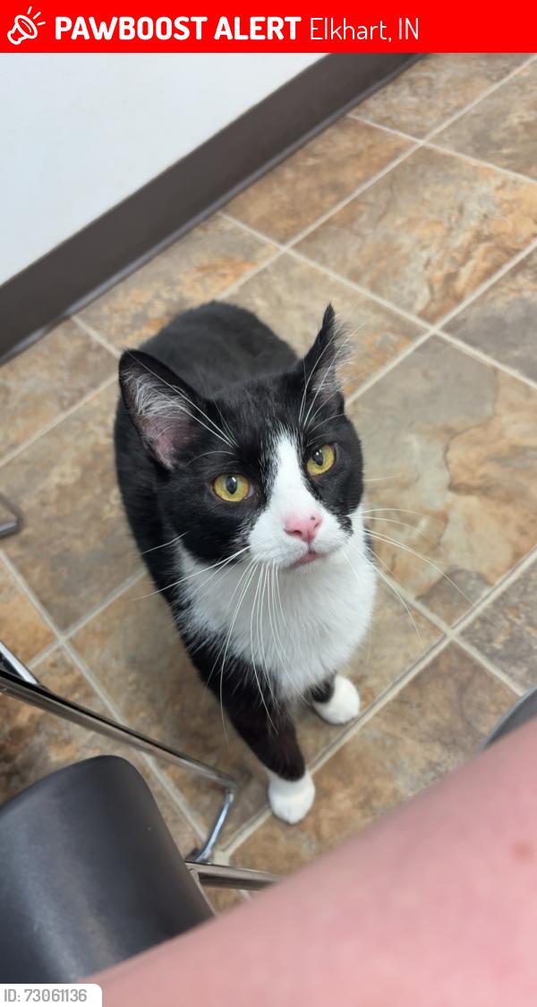 Lost Male Cat last seen Old Harley Davidson off CR 7 and Bristol St in Elkhart IN, Elkhart, IN 46514