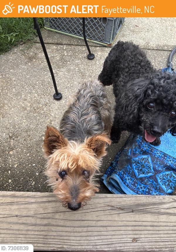 Found/Stray Unknown Dog last seen Colgate and Fordham, Fayetteville, NC 28304