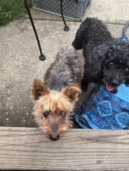 Found/Stray Unknown Dog last seen Colgate and Fordham, Fayetteville, NC 28304