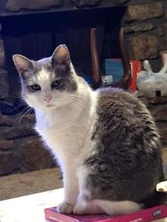 Lost Female Cat last seen QT at pine and mingo, Tulsa, OK 74115