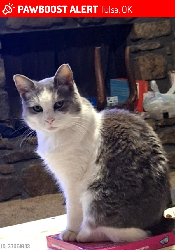Lost Female Cat last seen QT at pine and mingo, Tulsa, OK 74115