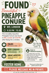 Found/Stray Unknown Bird last seen W9, London, Greater London, England W9
