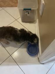 Reunited Female Dog last seen Port saint lucie blvd, Port St. Lucie, FL 34953