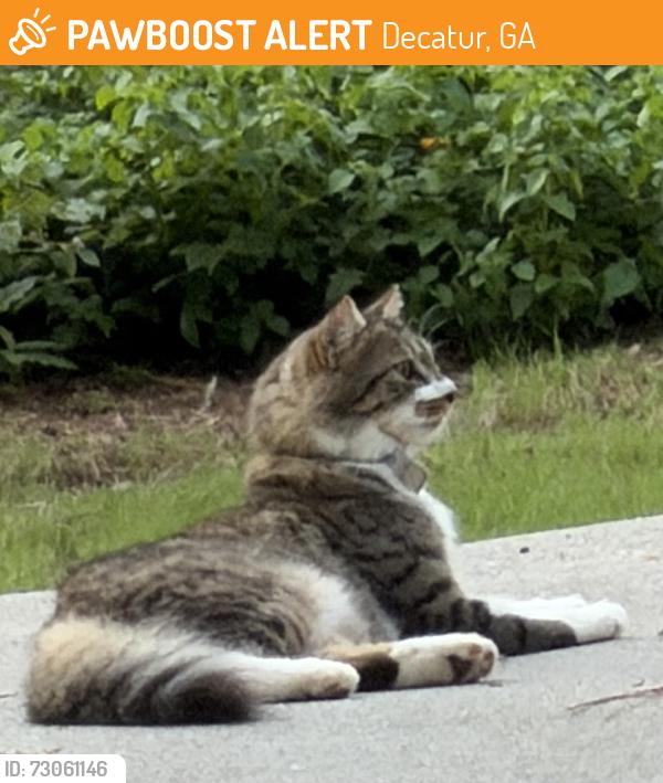Found/Stray Unknown Cat last seen Willivee, Decatur, GA 30033
