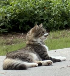 Found/Stray Unknown Cat last seen Willivee, Decatur, GA 30033