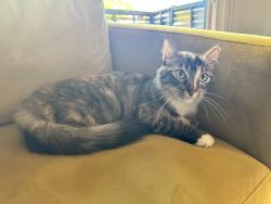 Lost Female Cat last seen Sharon Park, Menlo Park, CA 94025