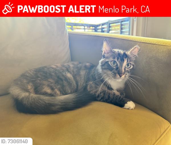 Lost Female Cat last seen Sharon Park, Menlo Park, CA 94025