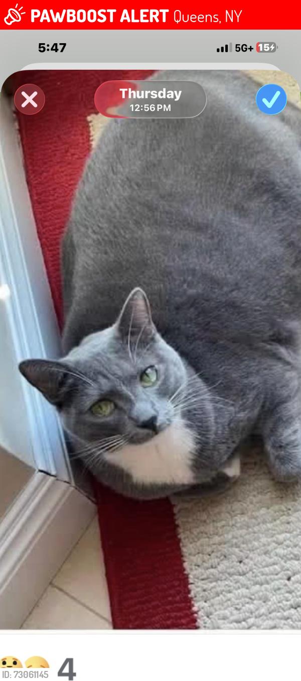 Lost Male Cat last seen Near st & 9 ave, Queens, NY 11357