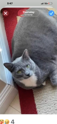 Lost Male Cat last seen Near st & 9 ave, Queens, NY 11357