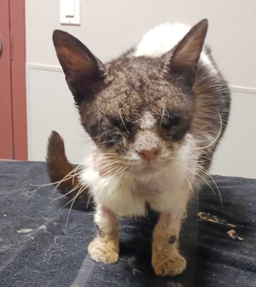 Shelter Stray Male Cat last seen Found her in a parking lot meowing and needed medical attention (mange/scabies) and some URI., SAN LEANDRO, CA, 94577, 8323 Baldwin St, Oakland, CA 94621, USA