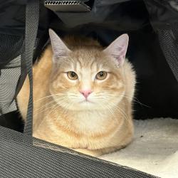 Shelter Stray Male Cat last seen Near W Confluence Avenue, MURRAY CITY, UT, 84123, 511 W 3900 S, Salt Lake City, UT 84123, USA