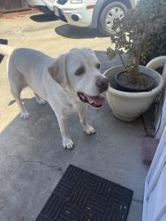 Reunited Male Dog last seen Saratoga and moorpark , San Jose, CA 95117