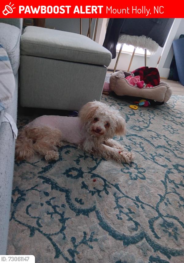 Lost Female Dog last seen Second street mount holly nc, Mount Holly, NC 28120