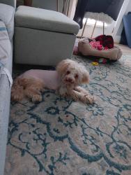 Lost Female Dog last seen Second street mount holly nc, Mount Holly, NC 28120