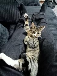 Lost Female Cat last seen Cockton hill road, County Durham, England DL14