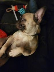 Reunited Male Dog last seen Chestnut street, Bowie, MD 20720