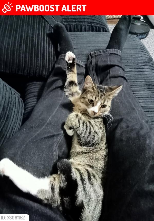 Lost Female Cat last seen Cockton hill road, County Durham, England DL14