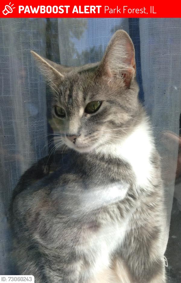 Lost Female Cat last seen Walnut st, wilson,Winnebago,Westgate, sauk trail, route 30, Park Forest, IL 60466