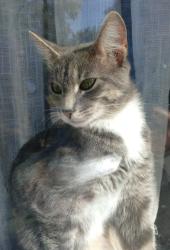 Lost Female Cat last seen Walnut st, wilson,Winnebago,Westgate, sauk trail, route 30, Park Forest, IL 60466