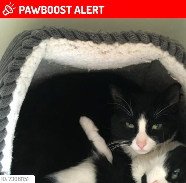 Lost Male Cat last seen Conery lane , Enderby, England LE19