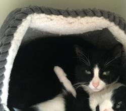 Lost Male Cat last seen Conery lane , Enderby, England LE19