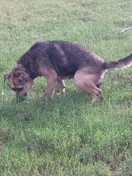 Found/Stray Female Dog last seen Rowan mills Rd & Balfour Dr, Salisbury, NC 28147