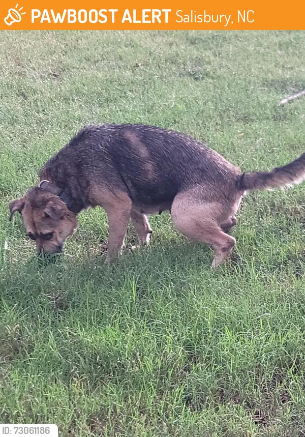 Found/Stray Female Dog last seen Rowan mills Rd & Balfour Dr, Salisbury, NC 28147