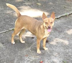 Found/Stray Female Dog last seen Janice Ct SW Lilburn GA , Gwinnett County, GA 30047