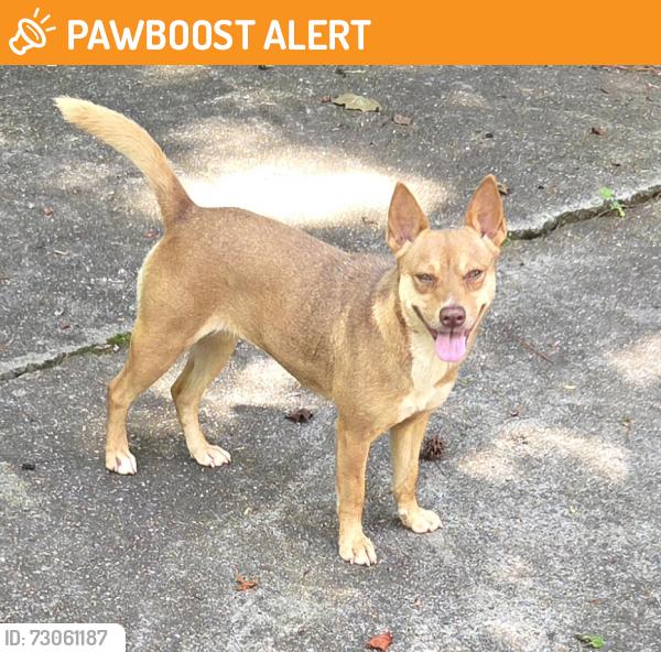 Found/Stray Female Dog last seen Janice Ct SW Lilburn GA , Gwinnett County, GA 30047