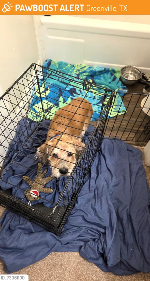 Found/Stray Male Dog last seen Ceder Creek neighborhood Greenville, TX, Greenville, TX 75402